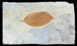 Paleocene Fossil Leaf (Rhamnites) - Montana #56668-1
